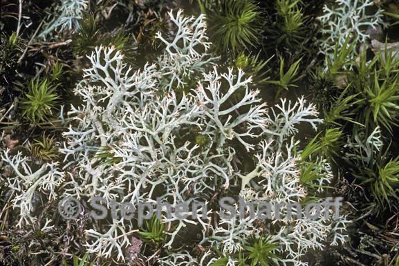 cladonia arbuscula 2 graphic