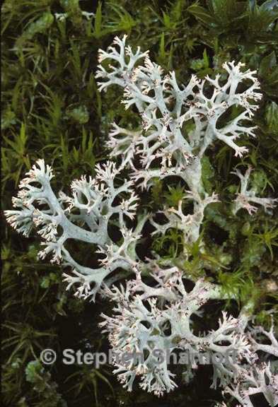 cladonia arbuscula 4 graphic