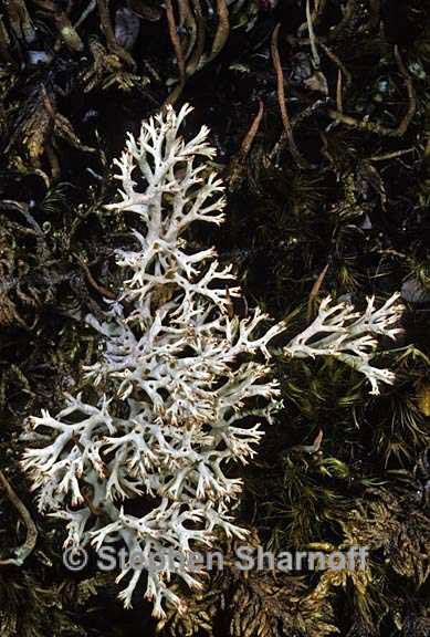 cladonia arbuscula 6 graphic