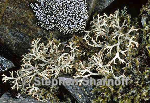 cladonia arbuscula 7 graphic