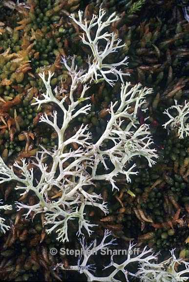 cladonia arbuscula 8 graphic