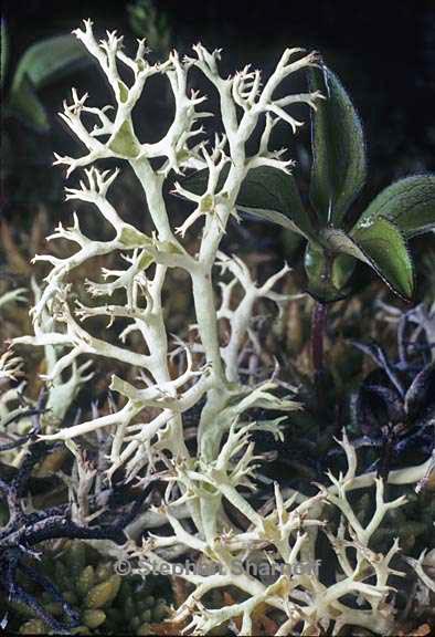 cladonia arbuscula 9 graphic