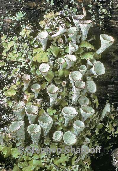 cladonia asahinae 1 graphic