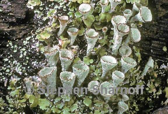 cladonia asahinae 2 graphic