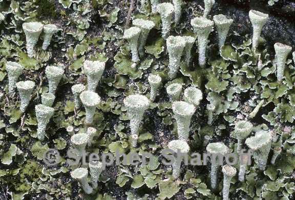 cladonia asahinae 3 graphic