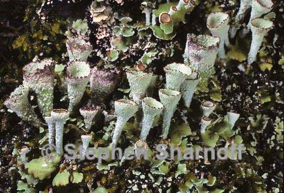 cladonia asahinae 4 graphic