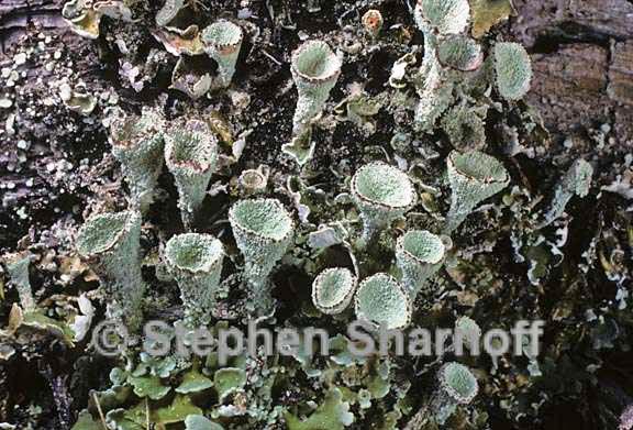 cladonia asahinae 5 graphic