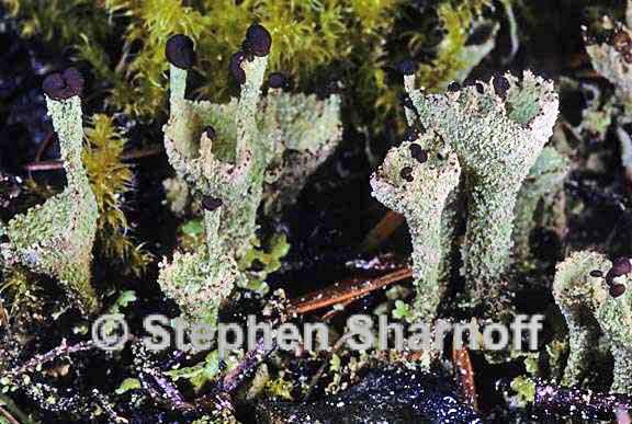 cladonia asahinae 6 graphic