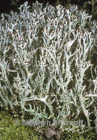 cladonia atlantica graphic