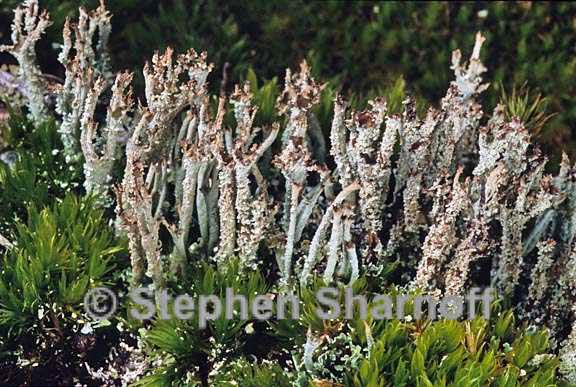 cladonia atlantica 2 graphic