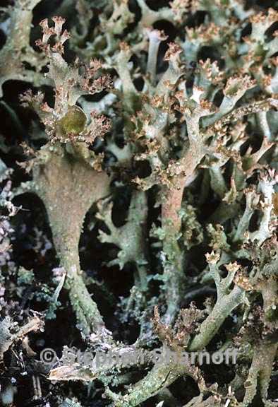 cladonia atlantica 3 graphic