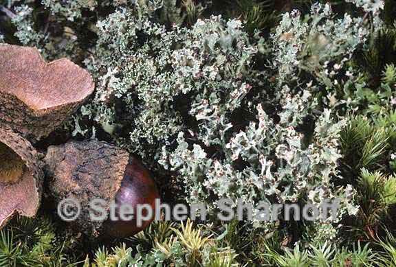 cladonia atlantica 4 graphic