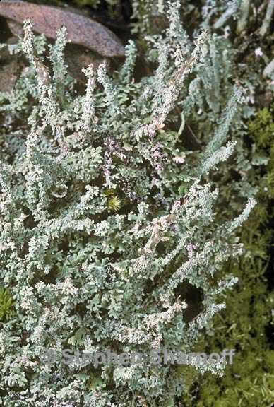 cladonia beaumontii graphic