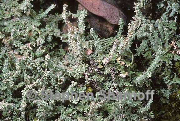 cladonia beaumontii 3 graphic