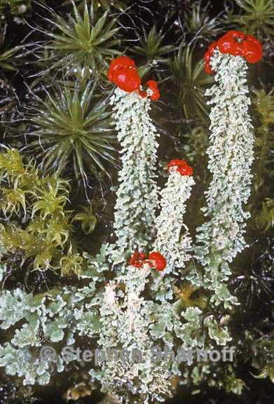 cladonia bellidiflora 1 graphic