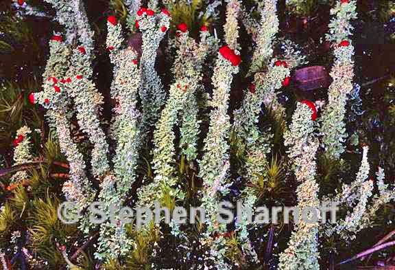 cladonia bellidiflora 11 graphic