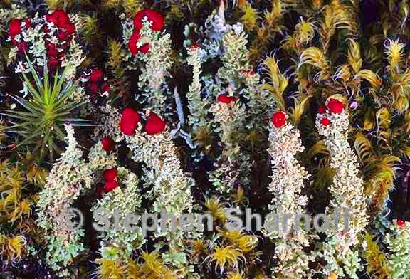 cladonia bellidiflora 12 graphic