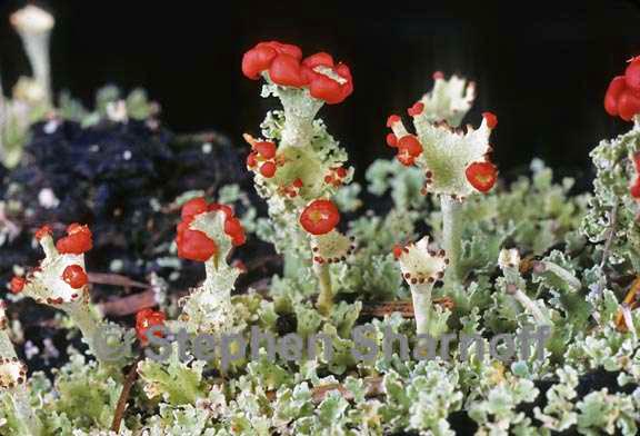 cladonia bellidiflora 13 graphic