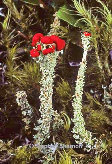 cladonia bellidiflora 14 graphic