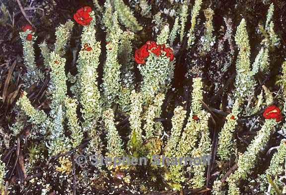 cladonia bellidiflora 15 graphic