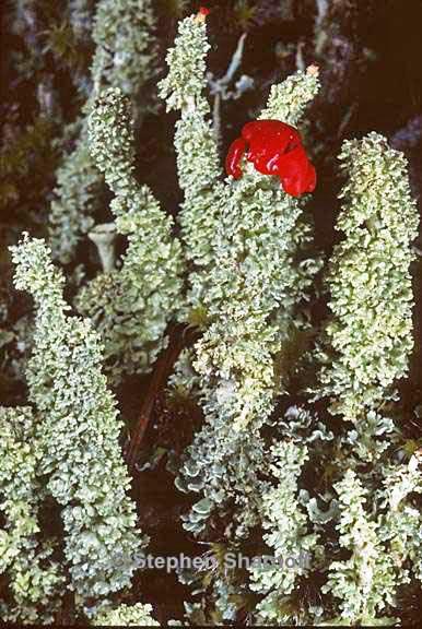 cladonia bellidiflora 16 graphic