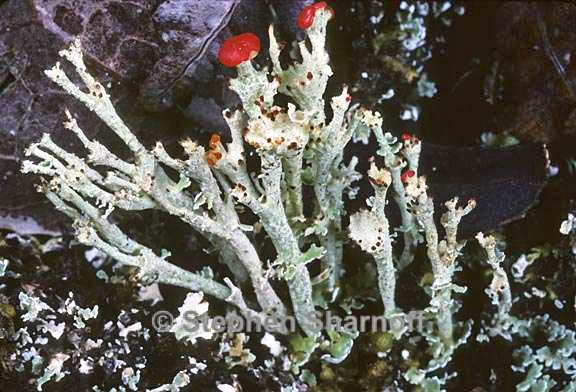 cladonia bellidiflora 17 graphic