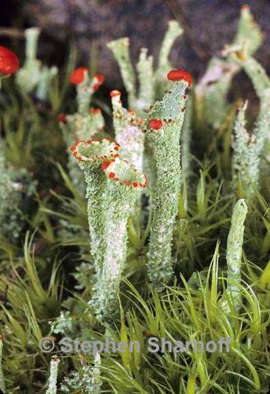 cladonia bellidiflora 18 graphic