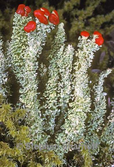 cladonia bellidiflora 3 graphic