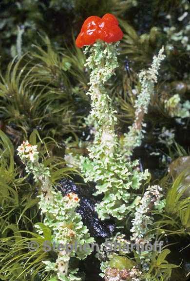 cladonia bellidiflora 4 graphic