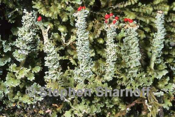 cladonia bellidiflora 5 graphic