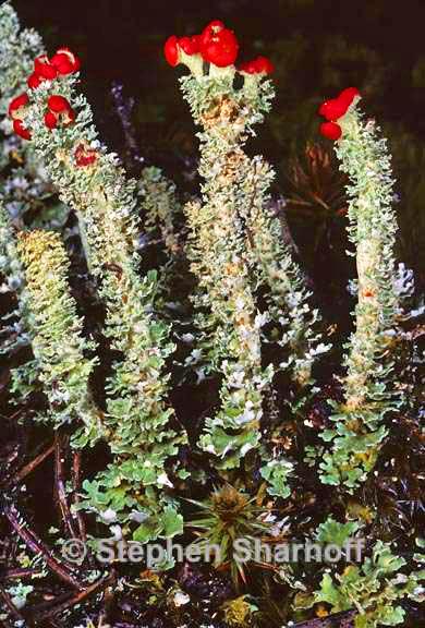 cladonia bellidiflora 6 graphic