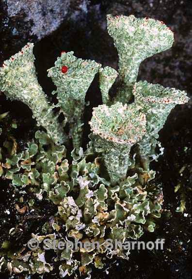 cladonia bellidiflora 8 graphic