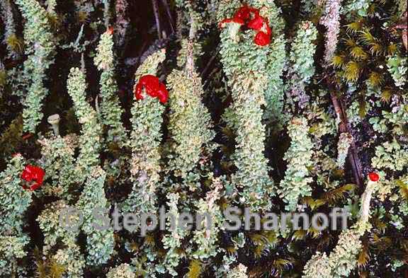 cladonia bellidiflora 9 graphic