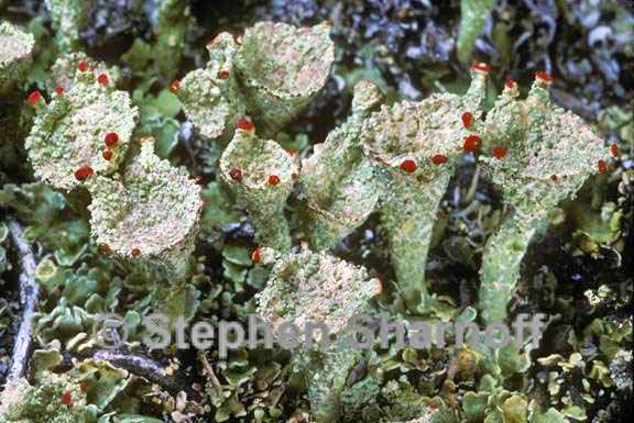 cladonia borealis 1 graphic