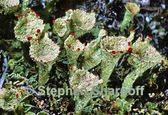 cladonia borealis 1a graphic