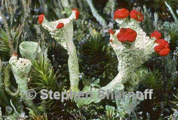 cladonia borealis 2 graphic