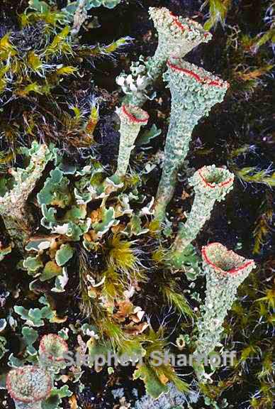 cladonia borealis 3 graphic