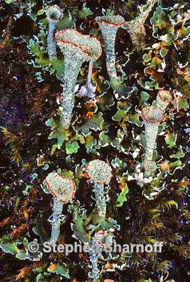 cladonia borealis 4 graphic