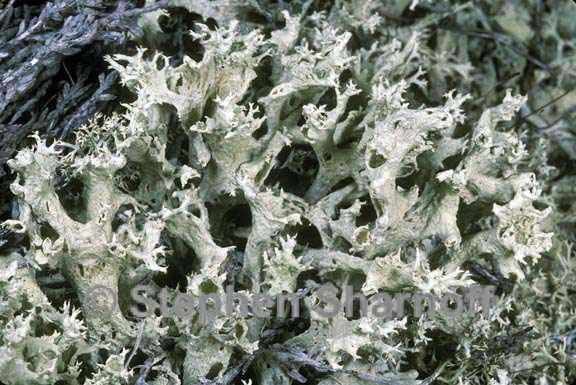 cladonia boryi 1 graphic