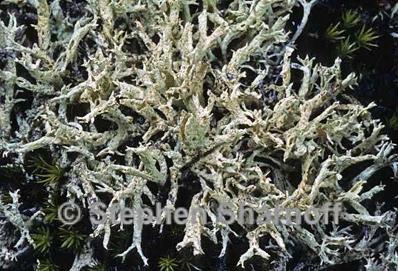 cladonia boryi 10 graphic