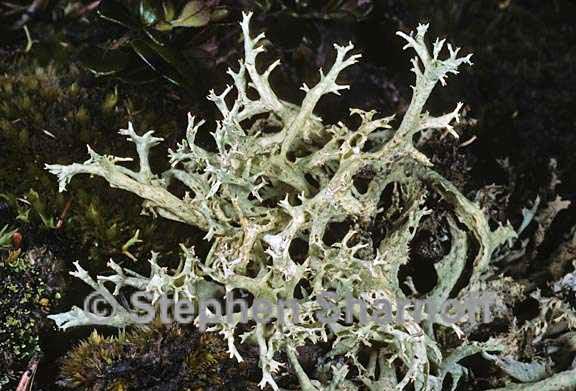 cladonia boryi 11 graphic