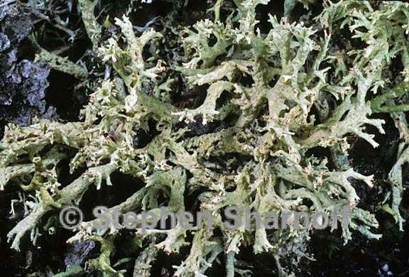 cladonia boryi 12 graphic