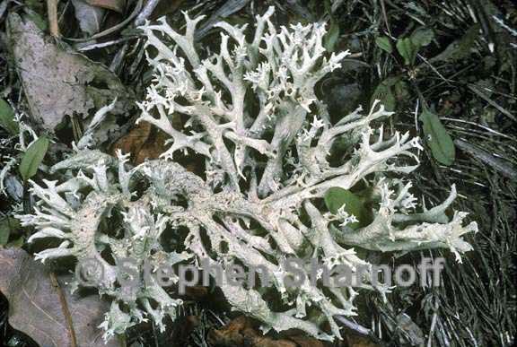 cladonia boryi 2 graphic