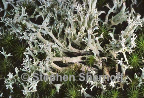 cladonia boryi 3 graphic