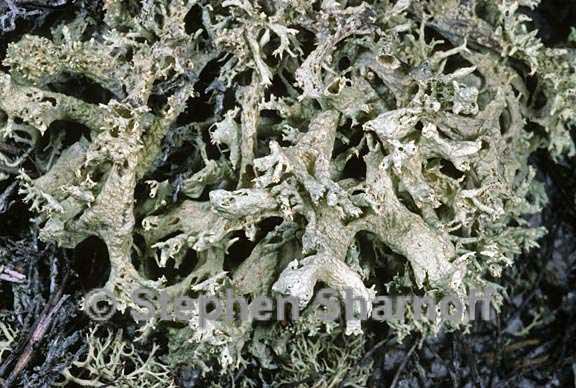 cladonia boryi 4 graphic