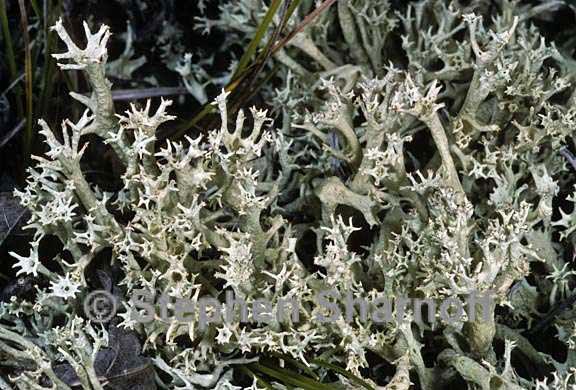 cladonia boryi 5 graphic