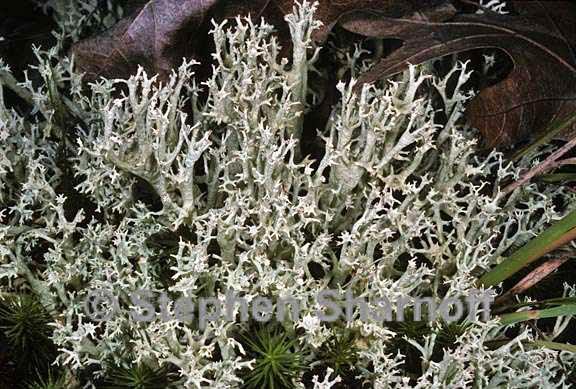 cladonia boryi 6 graphic