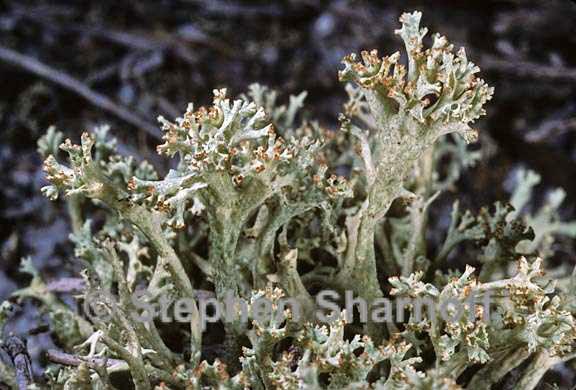 cladonia boryi 7 graphic