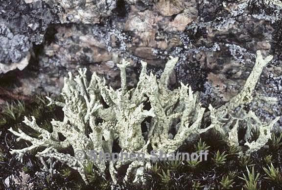 cladonia boryi 8 graphic