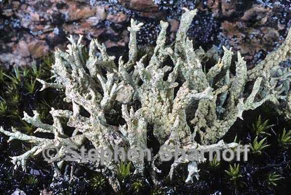 cladonia boryi 9 graphic